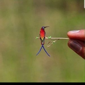 Meet your Posher, Wendy